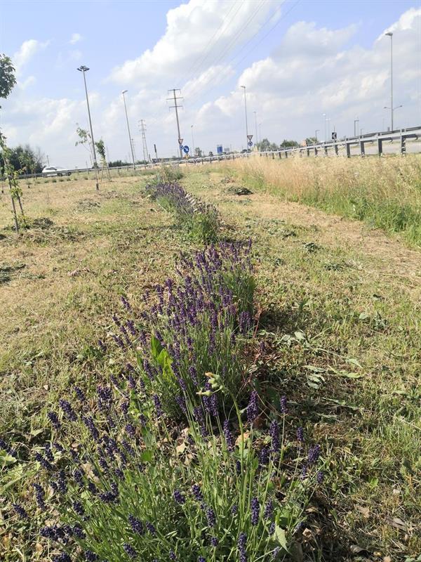 Prime fioriture al Parco XXI Novembre