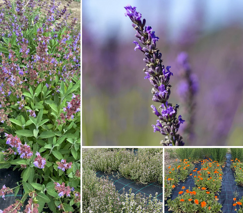 Azienda S. Anna srl Agricola Azienda S. Anna srl Agricola