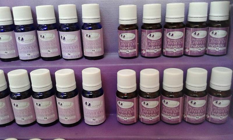 raccolta olio essenziale