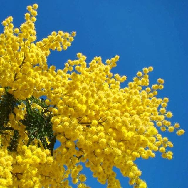 mimosa