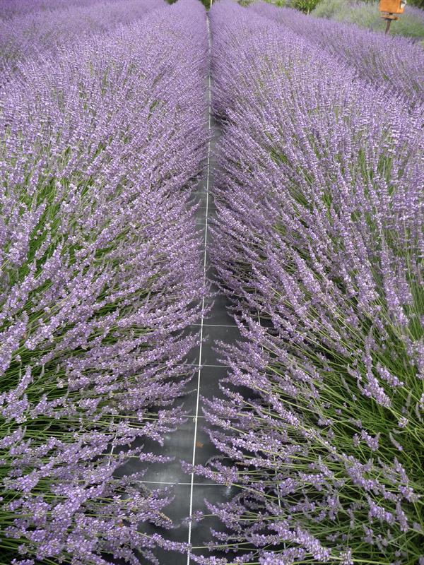 AZ. Agr. Olio Fossati Rovea