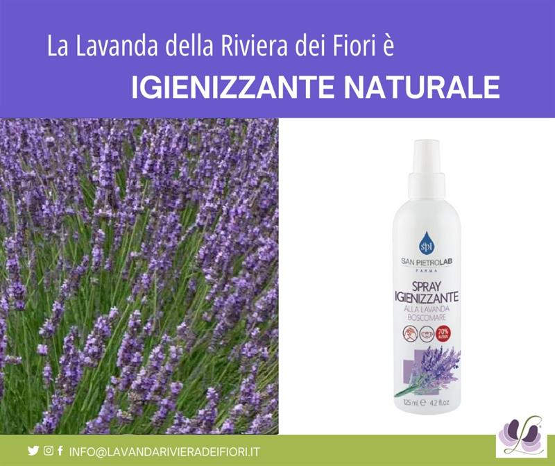 Nasce il nuovo igienizzante mani alla lavanda della riviera dei fiori cultival lavanda hybrida Boscomare Nasce il nuovo igienizzante mani alla lavanda della riviera dei fiori cultival lavanda hybrida Boscomare