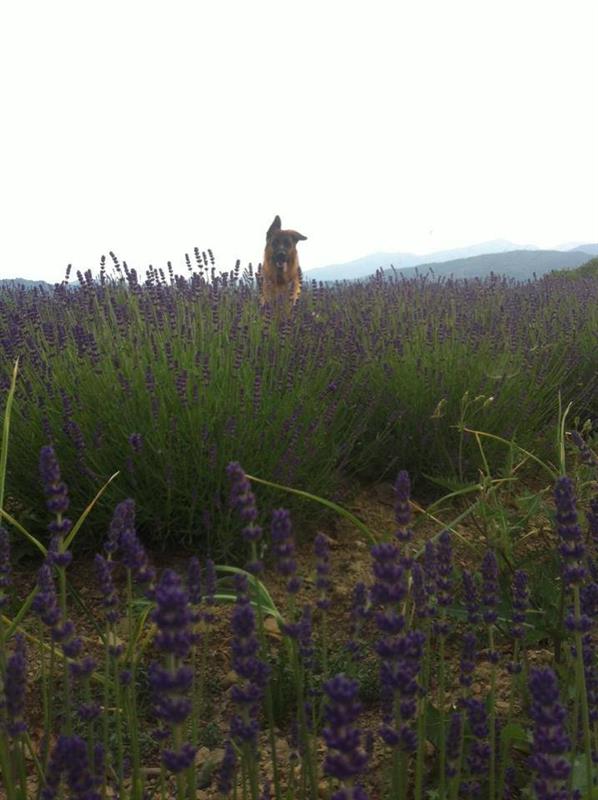 La mascotte di Marco Bolognesi