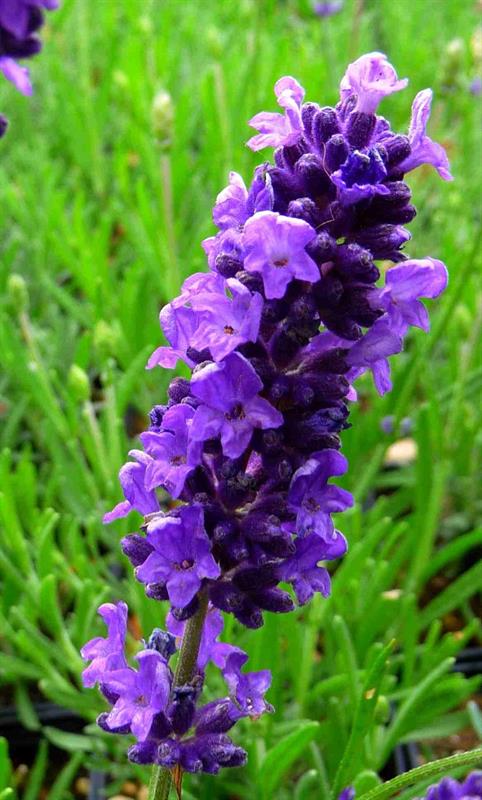 Particolare del fiore di lavanda IMPERIA