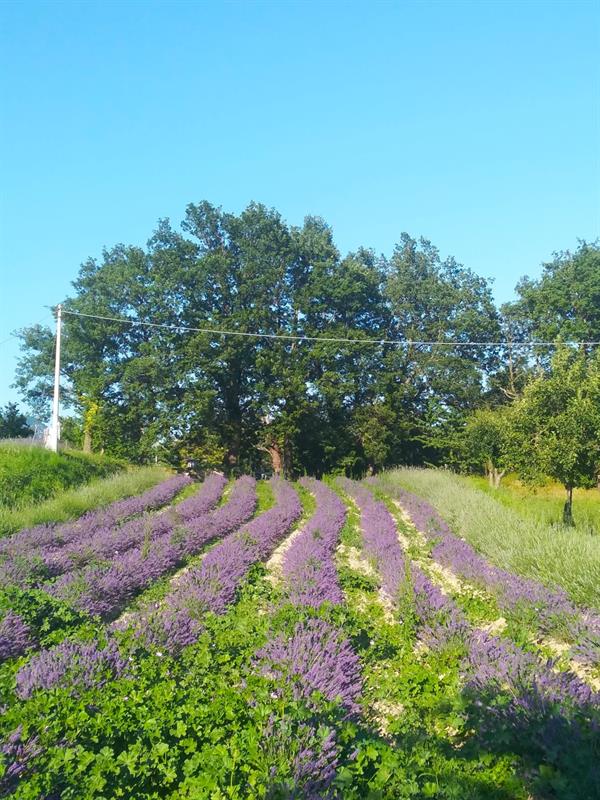 Alto campo di produzione