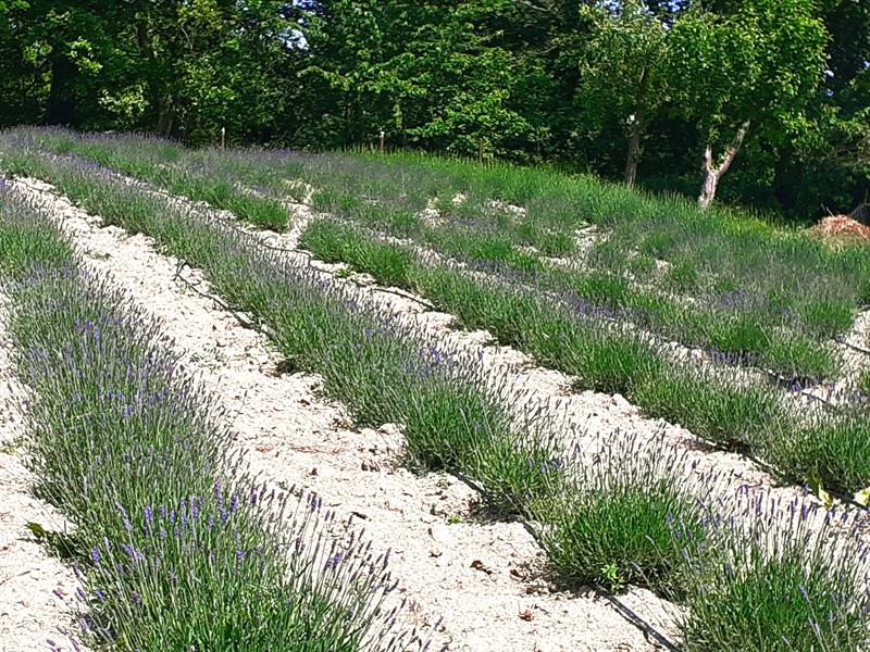 Alto la lavanda IMPERIA