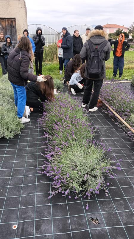 I ragazzi dell'alberghiero di Taggia nel campo di lavanda IMPERIA I ragazzi dell'alberghiero di Taggia nel campo di lavanda IMPERIA
