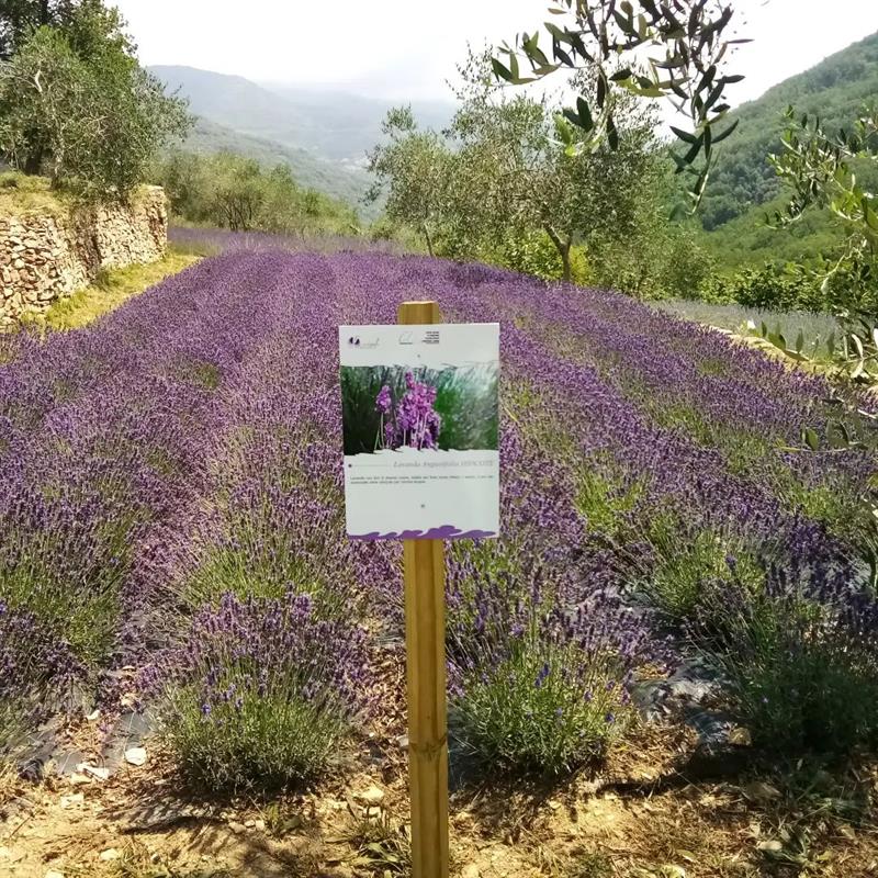 campo di lavanda